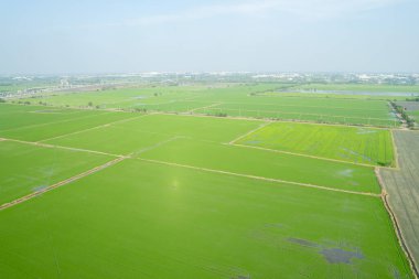 Pirinç tarlasının uçan insansız hava aracından gelen hava görüntüsü çevre yeşil desenli arka plan, üst görüş alanı ric