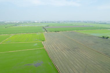 Pirinç tarlasının uçan insansız hava aracından gelen hava görüntüsü çevre yeşil desenli arka plan, üst görüş alanı ric