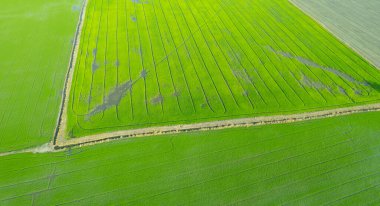 Yeşil desenli tarla pirinci.