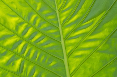 yeşil yapraklar duvar arkaplanı, düğün arkaplanı