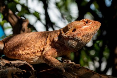 Sakallı ejderha bulanık sırtlı