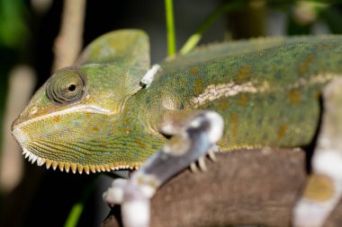 bukalemun bulanık arkaplanlı, predato