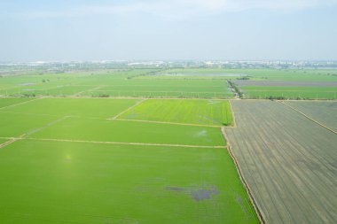 Pirinç tarlasının uçan insansız hava aracından gelen hava görüntüsü çevre yeşil desenli arka plan, üst görüş alanı ric