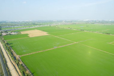 Pirinç tarlasının uçan insansız hava aracından gelen hava görüntüsü çevre yeşil desenli arka plan, üst görüş alanı ric
