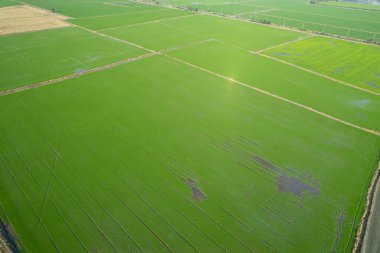 Pirinç tarlasının uçan insansız hava aracından gelen hava görüntüsü çevre yeşil desenli arka plan, üst görüş alanı ric