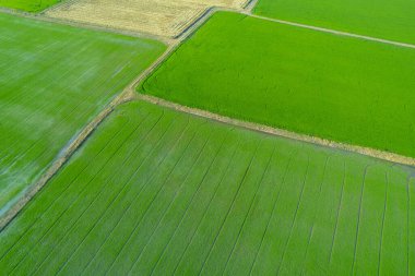 Yeşil desenli tarla pirinci.