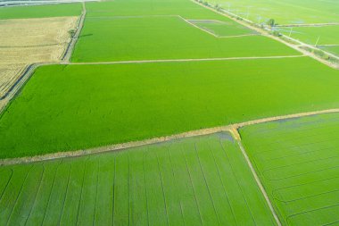 Yeşil desenli tarla pirinci.