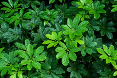 yeşil yapraklar doğal arkaplan duvar kağıdı, yaprak dokusu, metin için boşluk bırakır