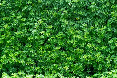 yeşil yapraklar doğal arkaplan duvar kağıdı, yaprak dokusu, metin için boşluk bırakır
