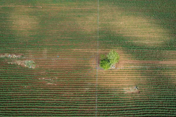 Vista Aérea Drone Voador Arroz Campo Com Paisagem Verde Padrão — Fotografia de Stock