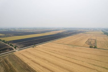 Pirinç tarlasının uçan insansız hava aracından gelen hava görüntüsü çevre yeşil desenli arka plan, üst görüş alanı ric