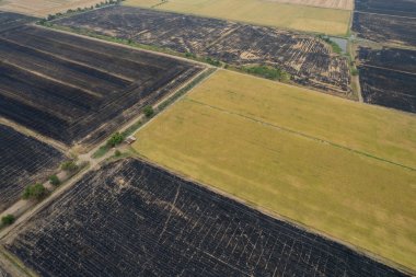 Pirinç tarlasının uçan insansız hava aracından gelen hava görüntüsü çevre yeşil desenli arka plan, üst görüş alanı ric