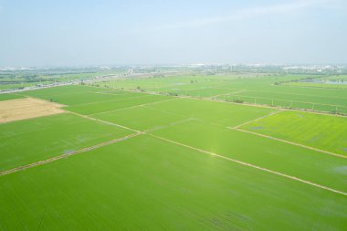 Pirinç tarlasının uçan insansız hava aracından gelen hava görüntüsü çevre yeşil desenli arka plan, üst görüş alanı ric