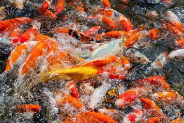 sazan balığı havuzu arka planı, renkli arka plan, süslü araba.