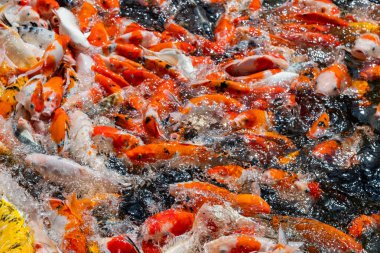 sazan balığı havuzu arka planı, renkli arka plan, süslü araba.