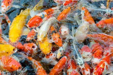 sazan balığı havuzu arka planı, renkli arka plan, süslü araba.