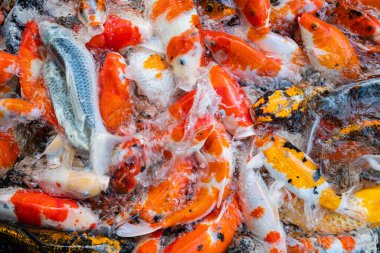 sazan balığı havuzu arka planı, renkli arka plan, süslü araba.