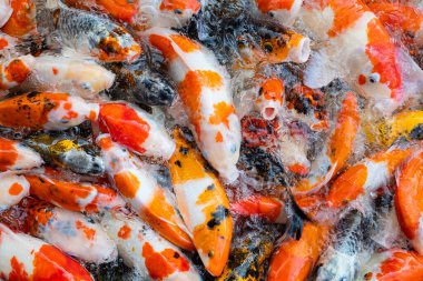 sazan balığı havuzu arka planı, renkli arka plan, süslü araba.