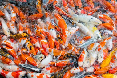 sazan balığı havuzu arka planı, renkli arka plan, süslü araba.