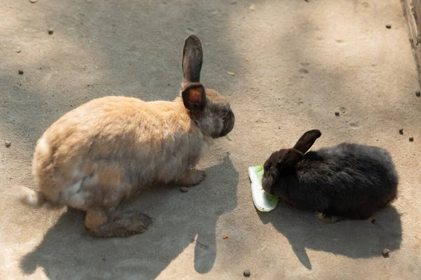 Кролики Спят Земле Кролики Домашние Любимцы — стоковое фото