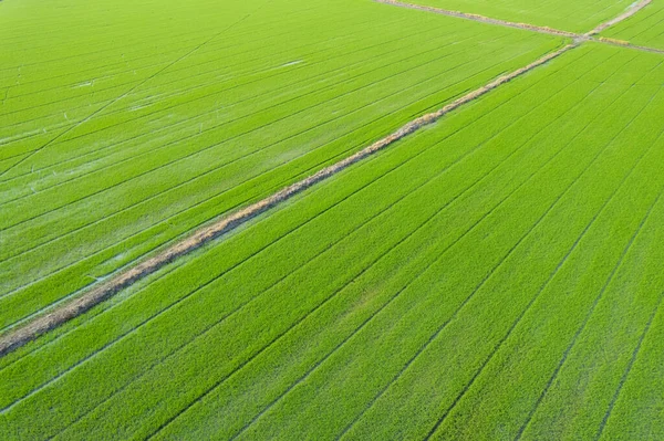 Feld Reis Mit Landschaft Grün Muster Natur Hintergrund — Stockfoto
