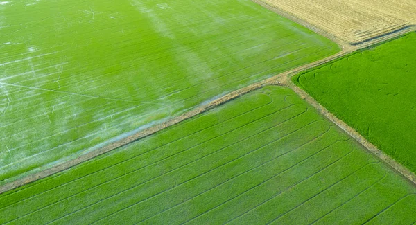 Field Rice Landscape Green Pattern Nature Backgroun — Stock Photo, Image