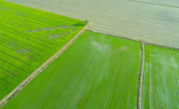 Feld Reis Mit Landschaft Grün Muster Natur Hintergrund — Stockfoto