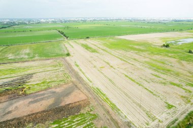 Pirinç tarlasının uçan insansız hava aracından gelen hava görüntüsü çevre yeşil desenli arka plan, üst görüş alanı ric