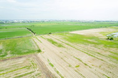 Pirinç tarlasının uçan insansız hava aracından gelen hava görüntüsü çevre yeşil desenli arka plan, üst görüş alanı ric