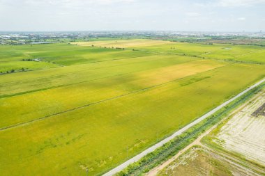 Pirinç tarlasının uçan insansız hava aracından gelen hava görüntüsü çevre yeşil desenli arka plan, üst görüş alanı ric
