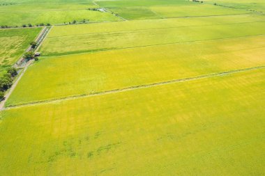 Pirinç tarlasının uçan insansız hava aracından gelen hava görüntüsü çevre yeşil desenli arka plan, üst görüş alanı ric