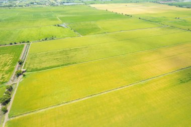Pirinç tarlasının uçan insansız hava aracından gelen hava görüntüsü çevre yeşil desenli arka plan, üst görüş alanı ric