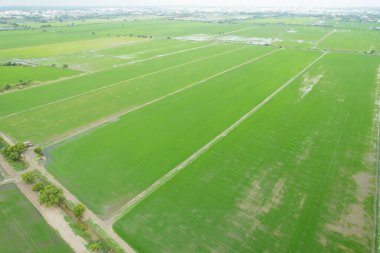 Pirinç tarlasının uçan insansız hava aracından gelen hava görüntüsü çevre yeşil desenli arka plan, üst görüş alanı ric