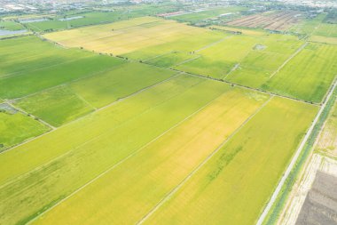 Pirinç tarlasının uçan insansız hava aracından gelen hava görüntüsü çevre yeşil desenli arka plan, üst görüş alanı ric