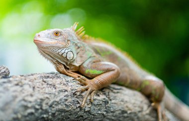 Kertenkele, hayvan, bulanık geçmişi olan yeşil kertenkele.