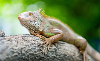 Kertenkele, hayvan, bulanık geçmişi olan yeşil kertenkele.