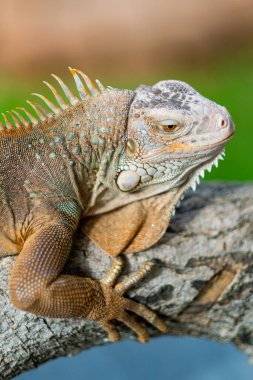 Kertenkele, hayvan, bulanık geçmişi olan yeşil kertenkele.