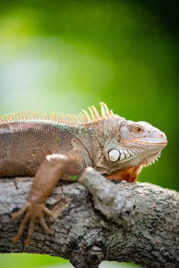Kertenkele, hayvan, bulanık yüzlü yeşil kertenkele.
