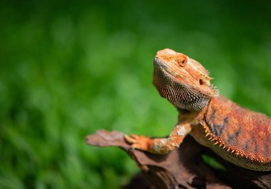 Sakallı ejderha bulanık sırtlı