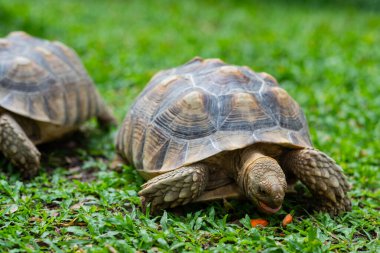 Sucata kaplumbağası.