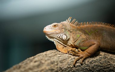 Kertenkele, hayvan, bulanık yüzlü yeşil kertenkele.