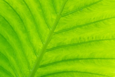 yeşil yapraklar duvar arkaplanı, yaprak duvar doğa arkaplanı