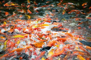 carp fish pond background, colorful background, Fancy car