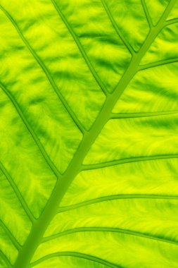 yeşil yapraklı duvar arkaplanı, yaprak duvarlı doğa sıralı