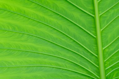 yeşil yapraklı duvar arkaplanı, yaprak duvarlı doğa sıralı