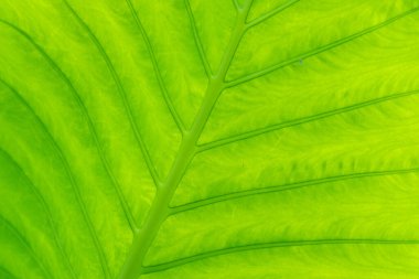 yeşil yapraklar duvar arkaplanı, yaprak duvar doğa arkaplanı