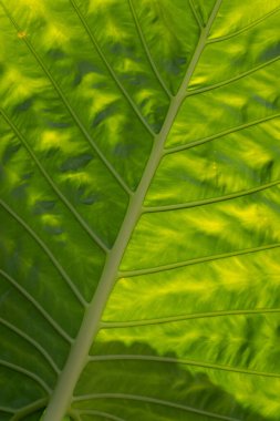 yeşil yapraklar duvar arkaplanı, yaprak duvar doğa arkaplanı