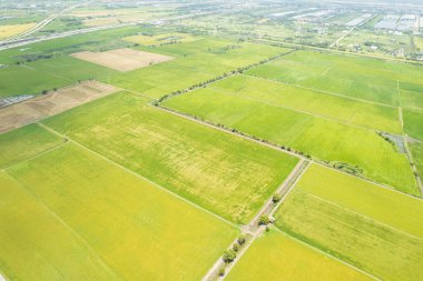 Pirinç tarlasının uçan insansız hava aracından gelen hava görüntüsü çevre yeşil desenli arka plan, üst görüş alanı ric