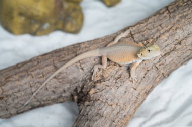 Sakallı ejderha bulanık sırtlı