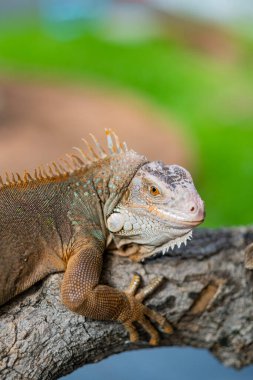 Kertenkele, hayvan, bulanık geçmişi olan yeşil kertenkele.